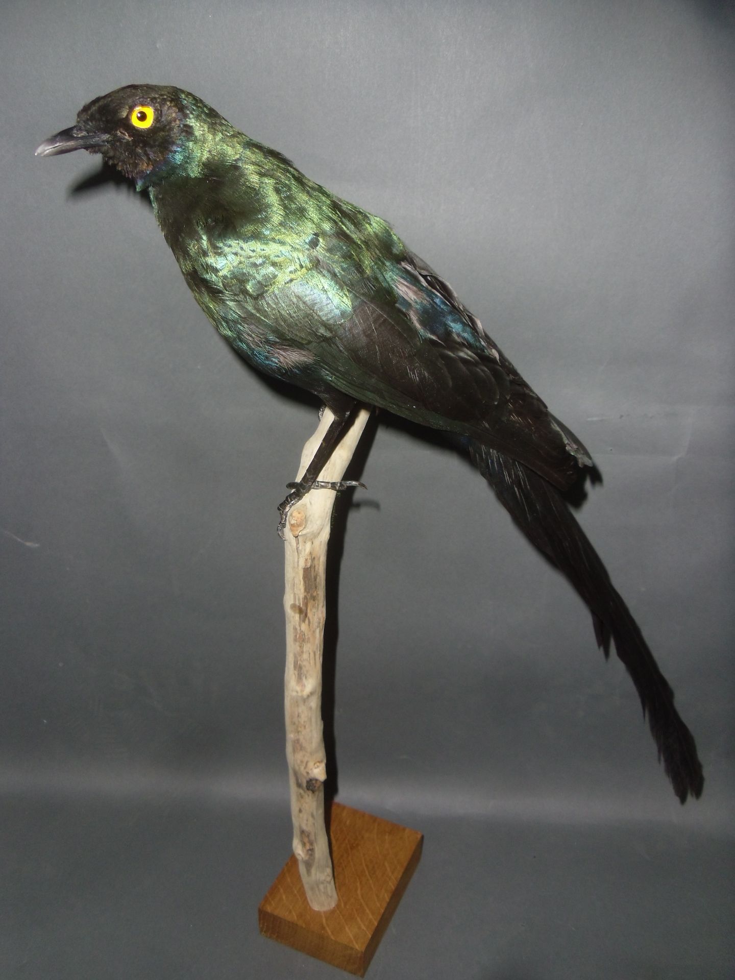 Null 长尾乌鸦（Lamprotornis caudatus）（NR）：流木枝和木质底座上的归化标本