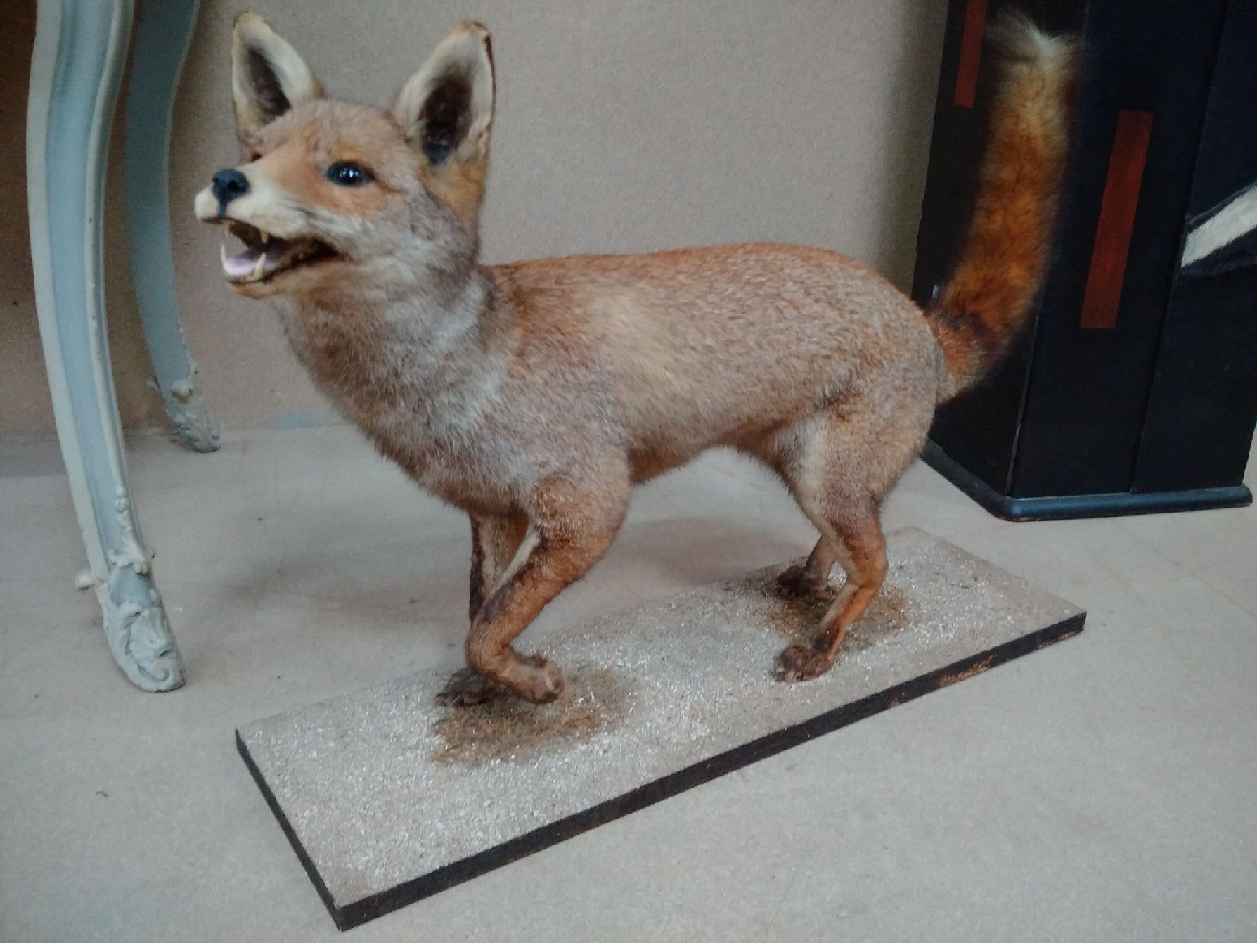 Null 
Red fox (Vulpes vulpes) (CH) : old specimen naturalized open mouth on sand&hellip;