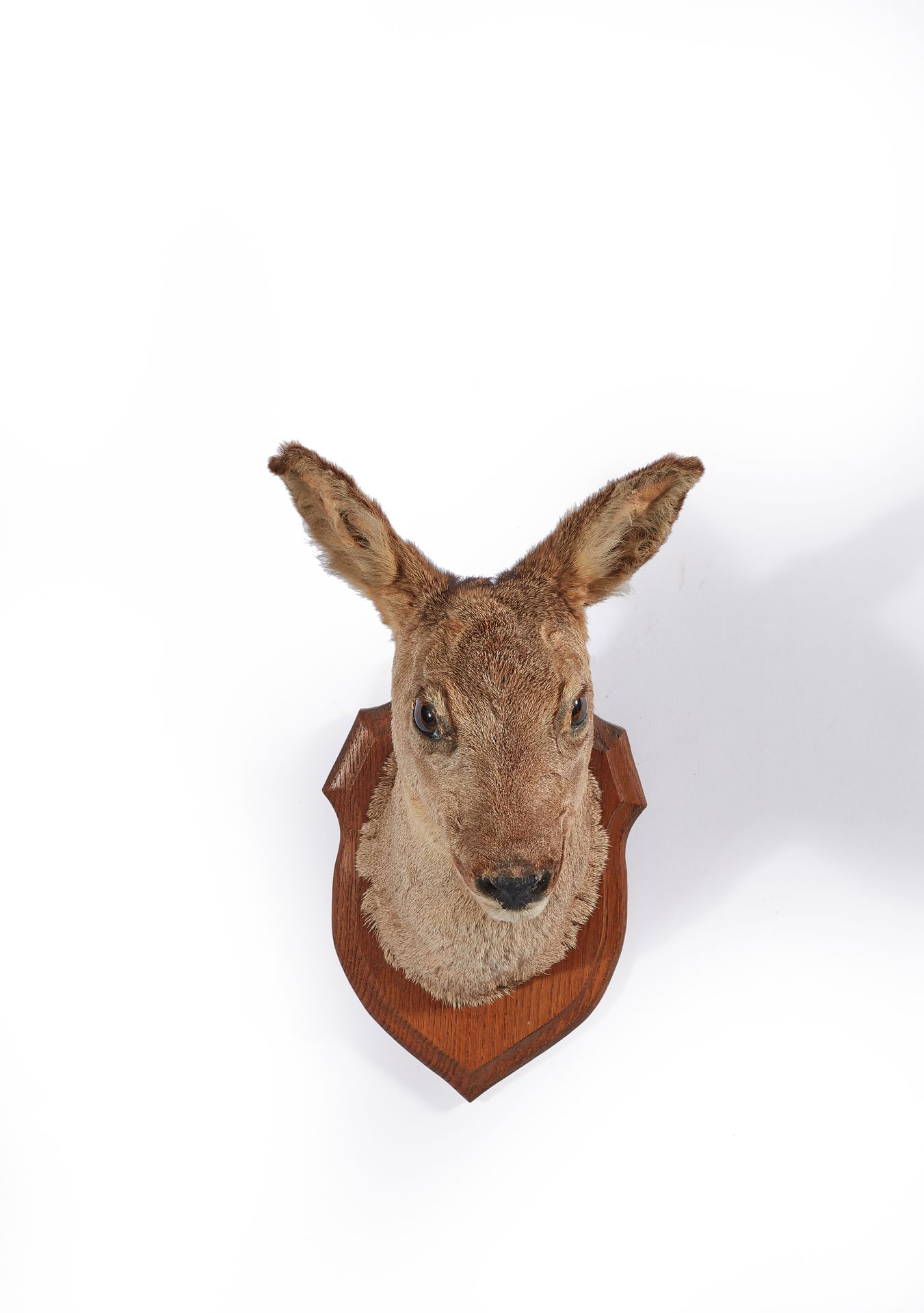 Null European roe deer (Capreolus capreolus) (CH): naturalized head on a patch o&hellip;