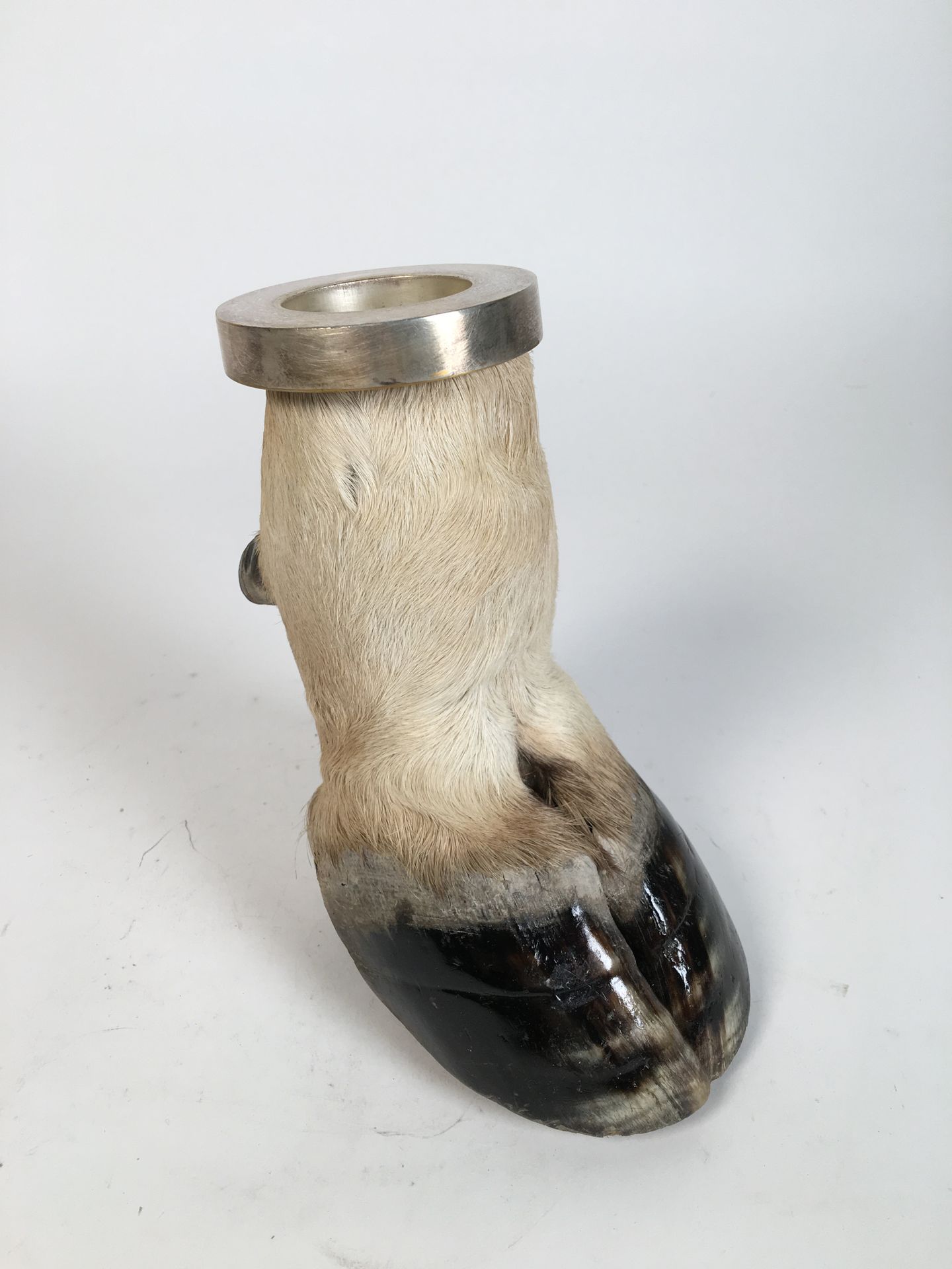 Null Cape Elk (Taurotragus oryx) (CH): foot mounted in ash tray