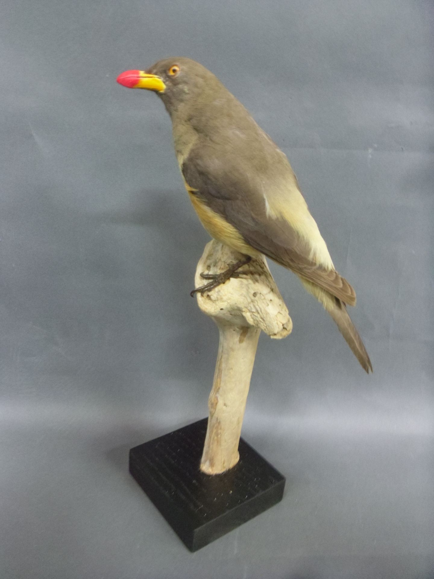 Null 红嘴啄木鸟（Buphagus erythrorynchus）（NR）：突变期的标本呈现在树枝和木质底座上