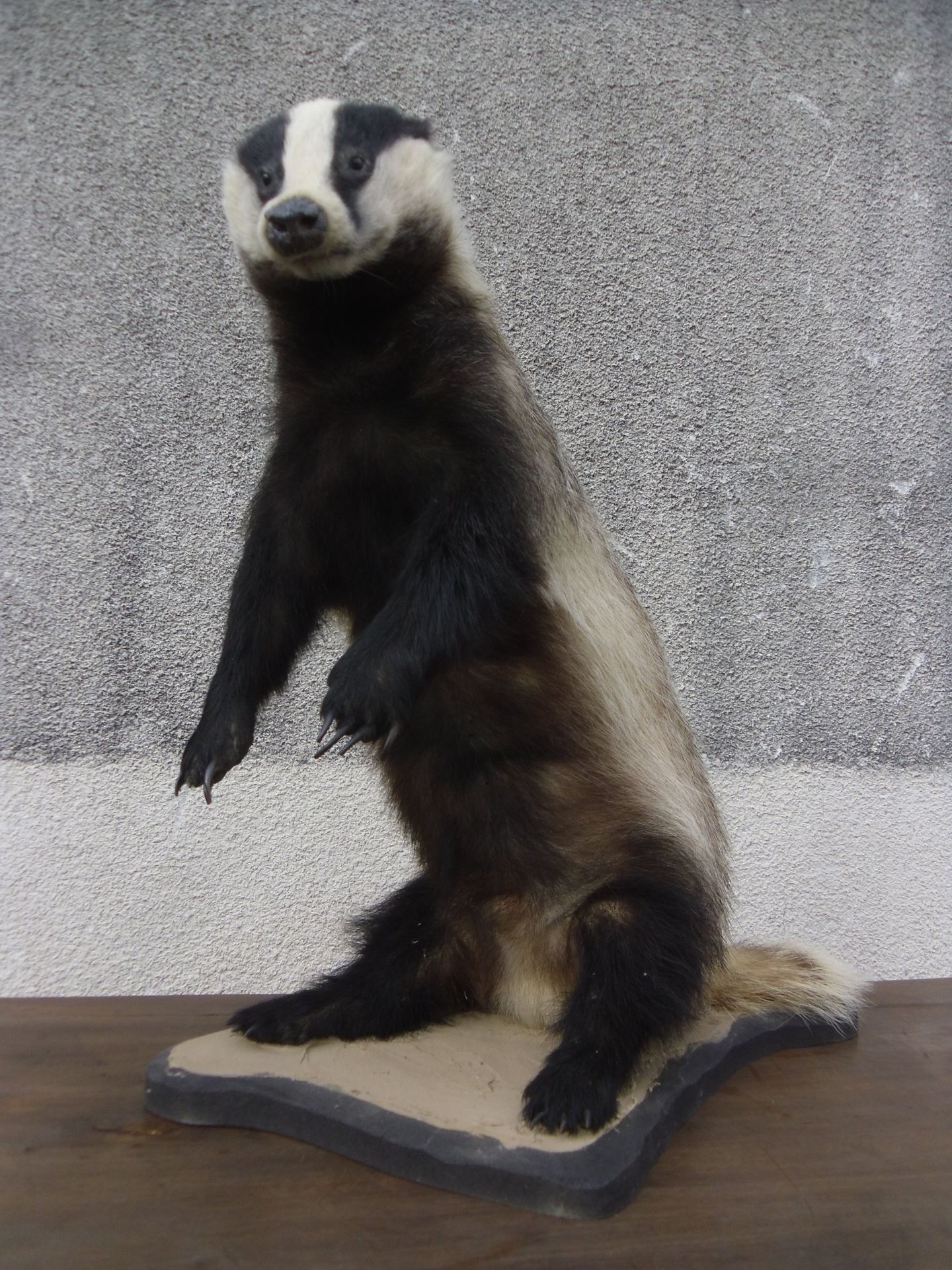 Null European badger (Meles meles) (CH): naturalized specimen in bipedal station&hellip;