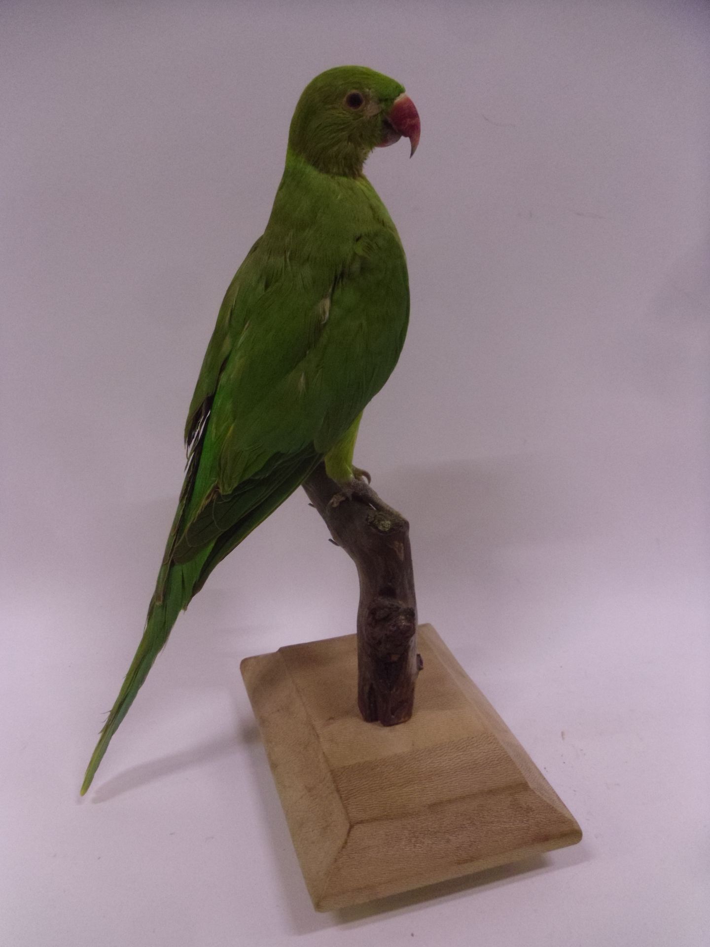 Null Collared parakeet (Psittacula krameri) (NR): specimen presented on branch a&hellip;