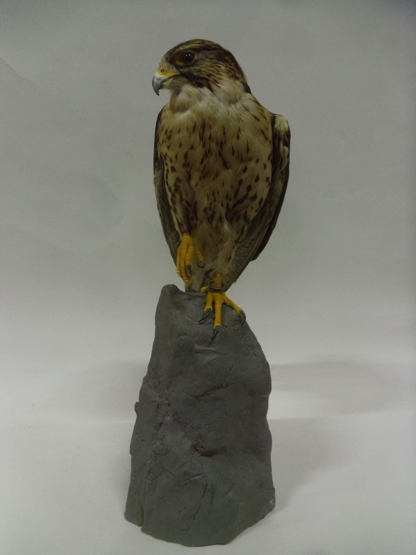 Null Faucon sacre (Falco cherrug) (II/A-CE) bagué : spécimen naturalisé présenté&hellip;