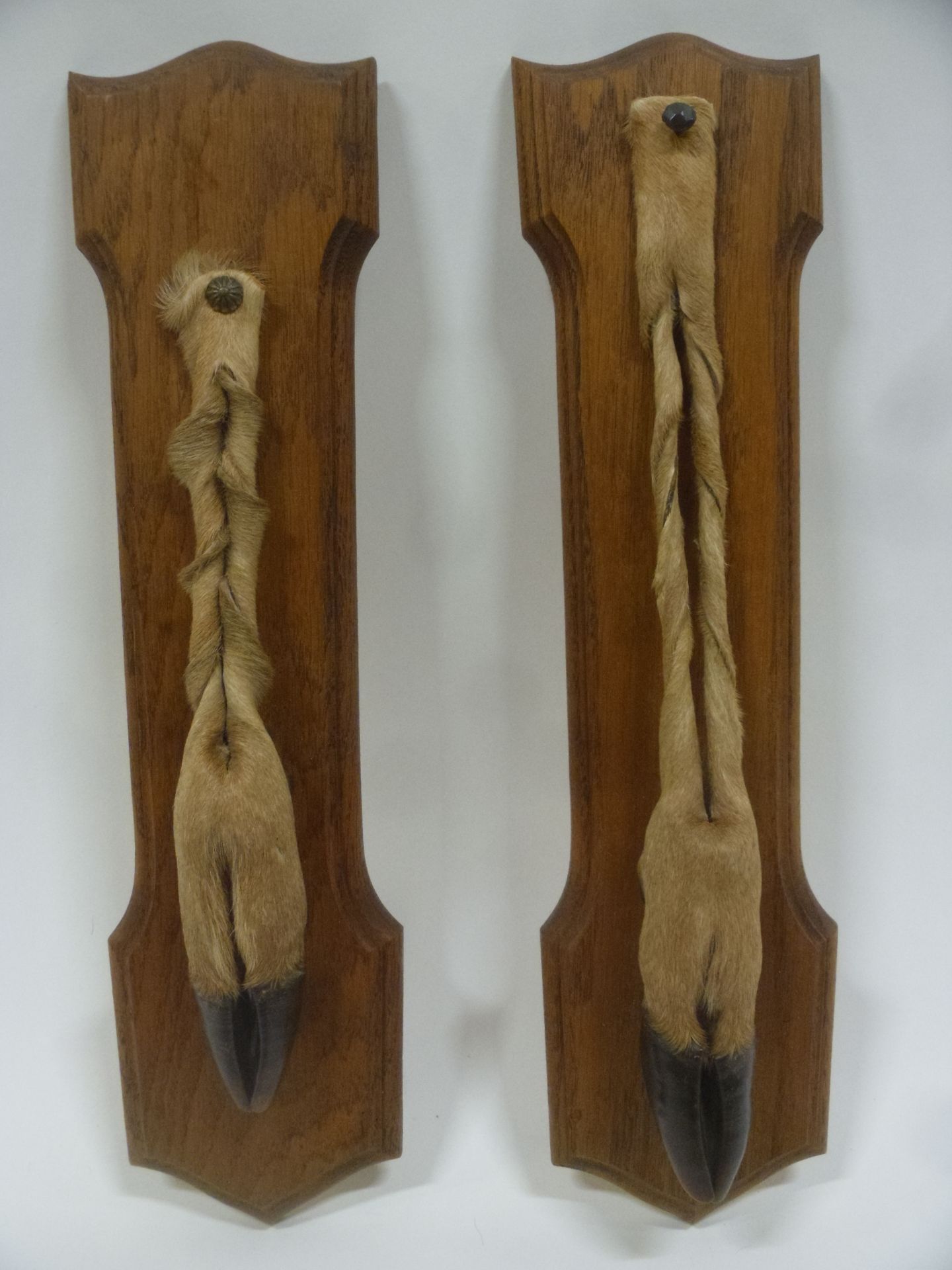 Null Cervo (Cervus elaphus) (CH) : 2 piedi di onore montati su piastra di legno