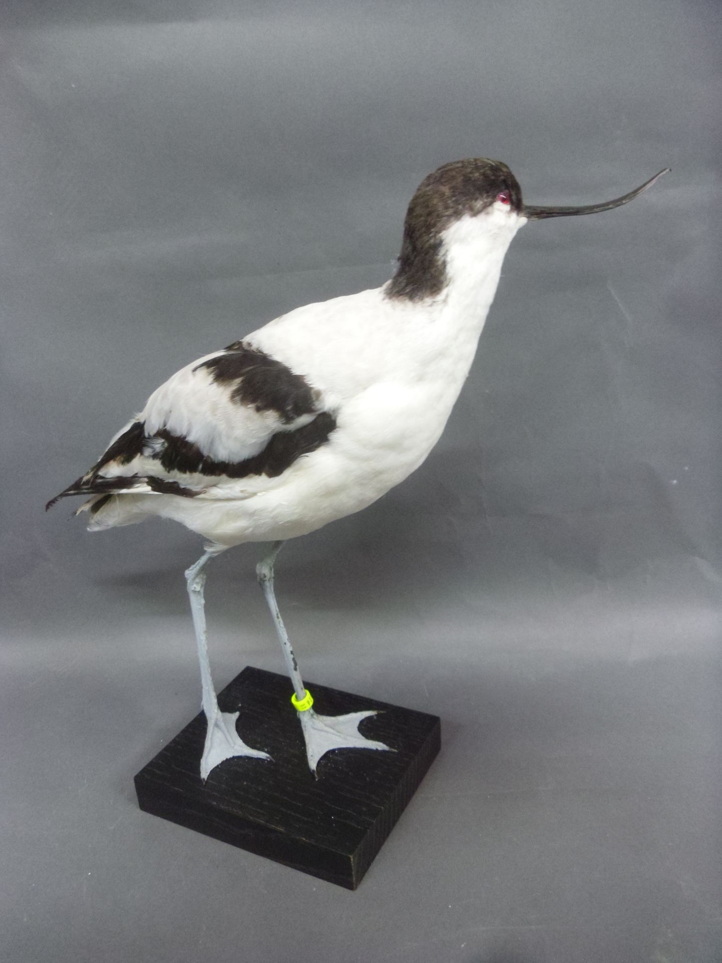 Null Banded Avocet (Recurvirostra avosetta) (EC): specimen presented on wooden b&hellip;