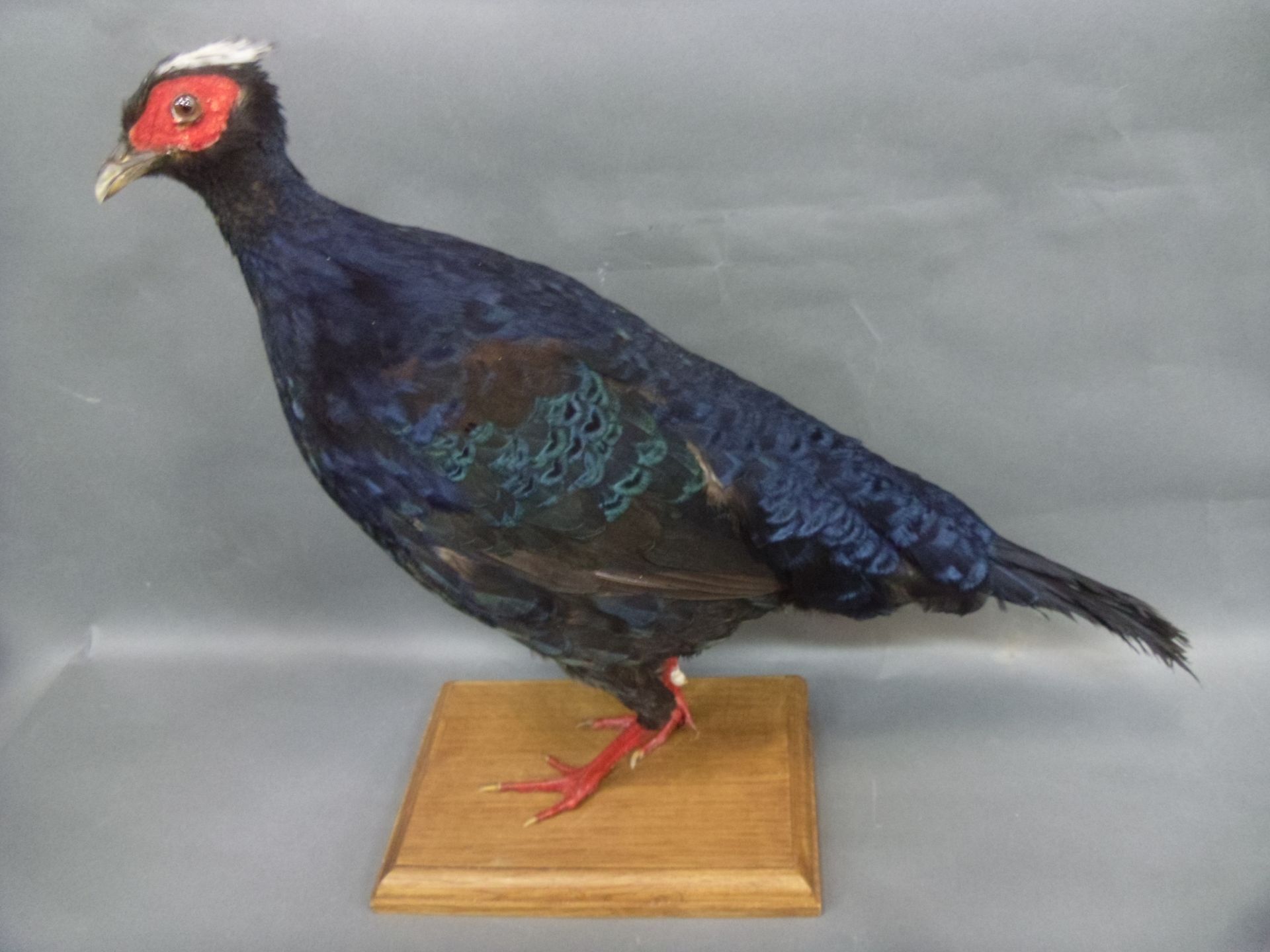 Null Edwards' pheasant (Lophura edwardsi) (I/A) ringed: naturalized specimen on &hellip;