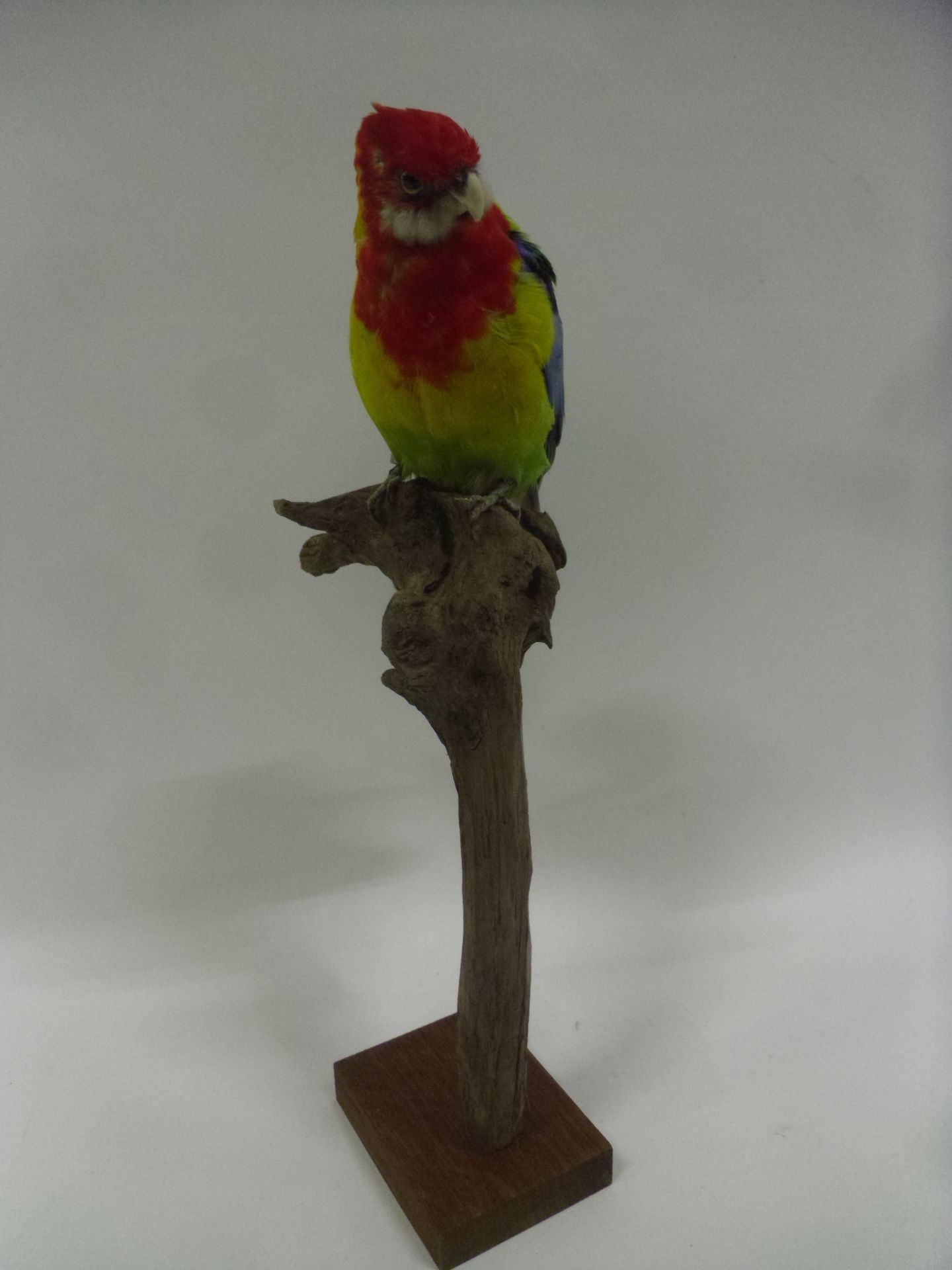 Null Banded Golden-mantled Parakeet (Platycercus eximius ceciliae) (II/B): speci&hellip;