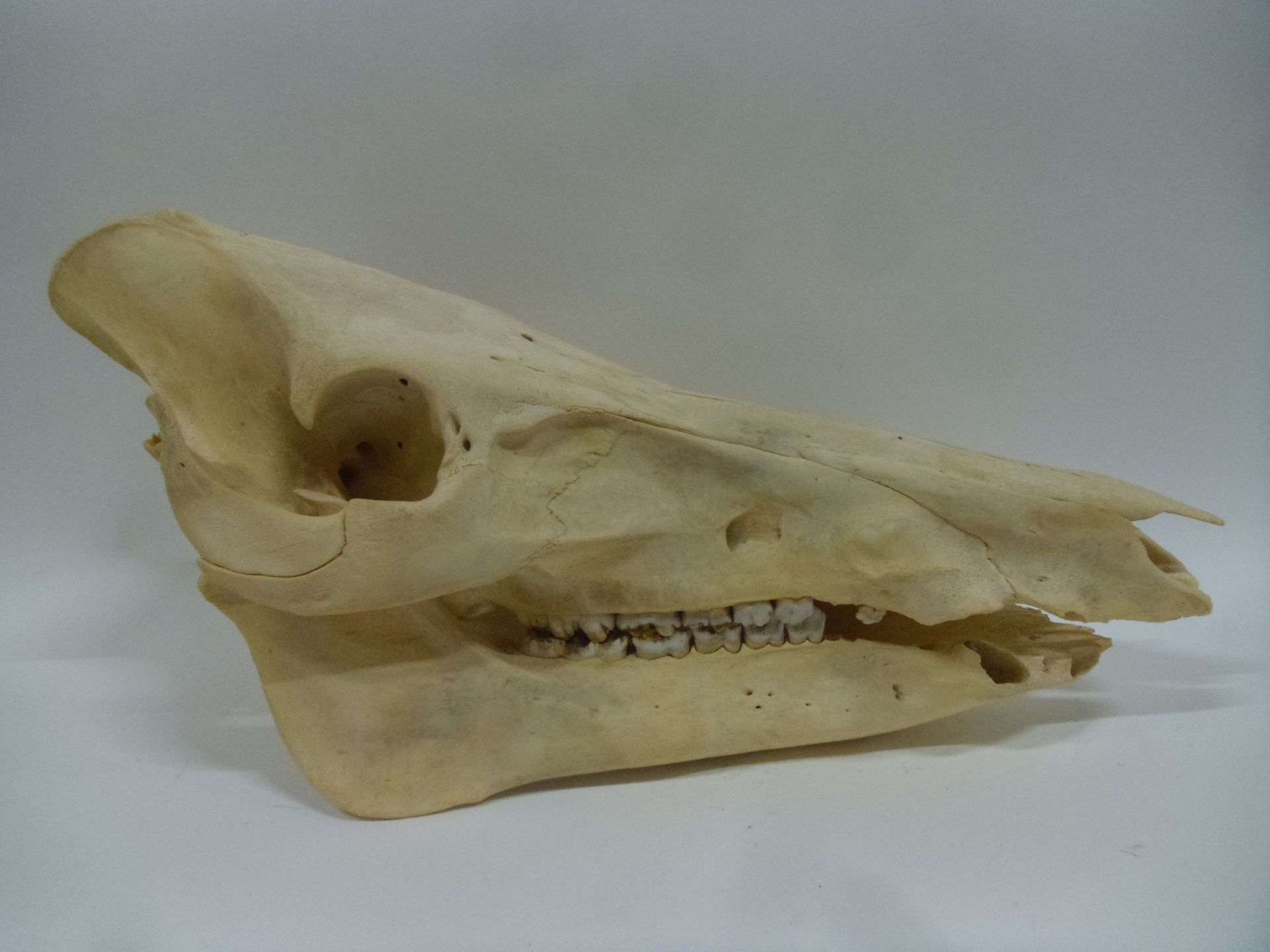 Null Cinghiale europeo (Sus scrofa) (CH): cranio con la mandibola inferiore; man&hellip;