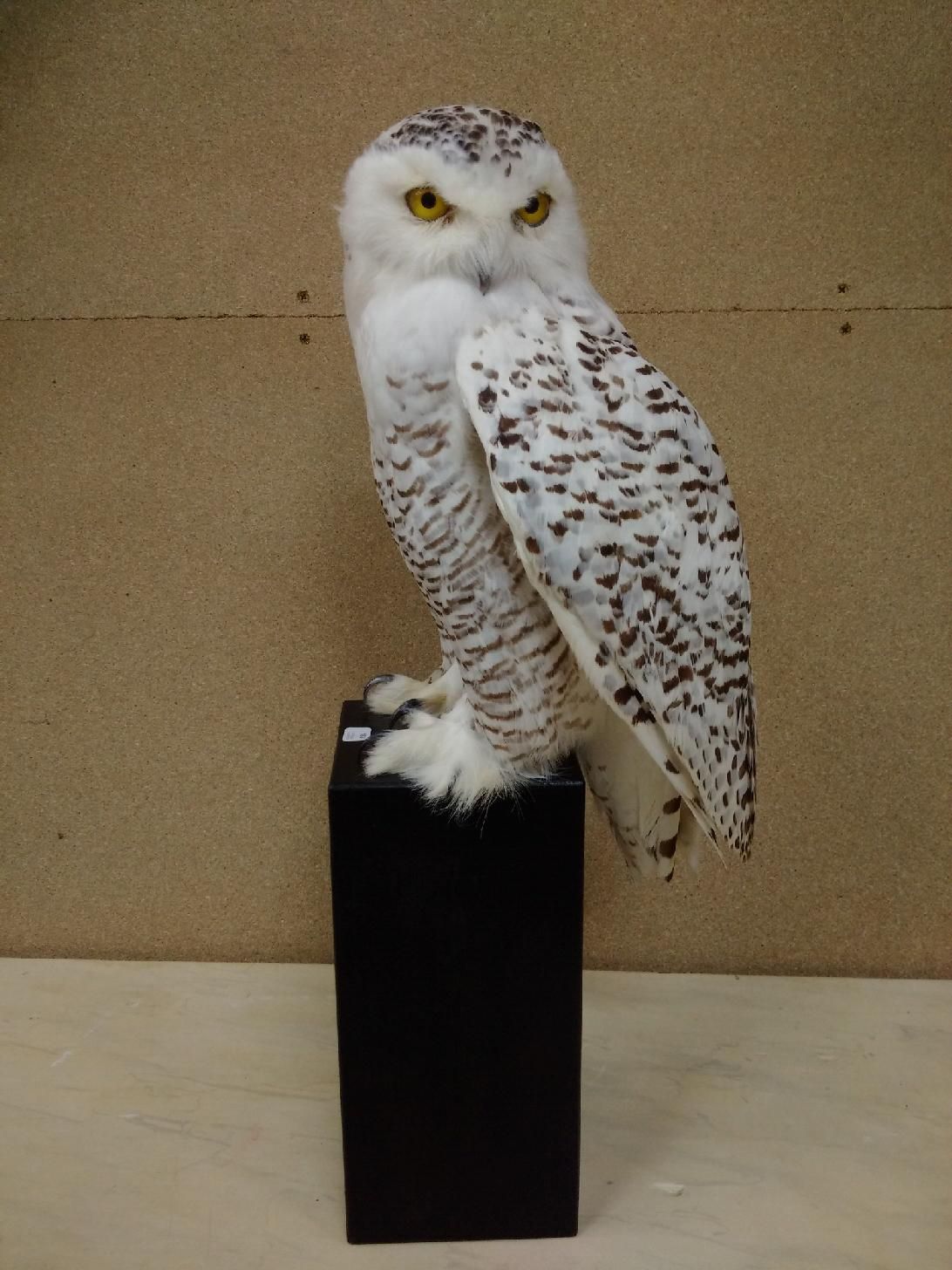 Null 
Barred Owl (Nyctea scandiaca) (II/A-CE) inanellato: magnifico esemplare na&hellip;