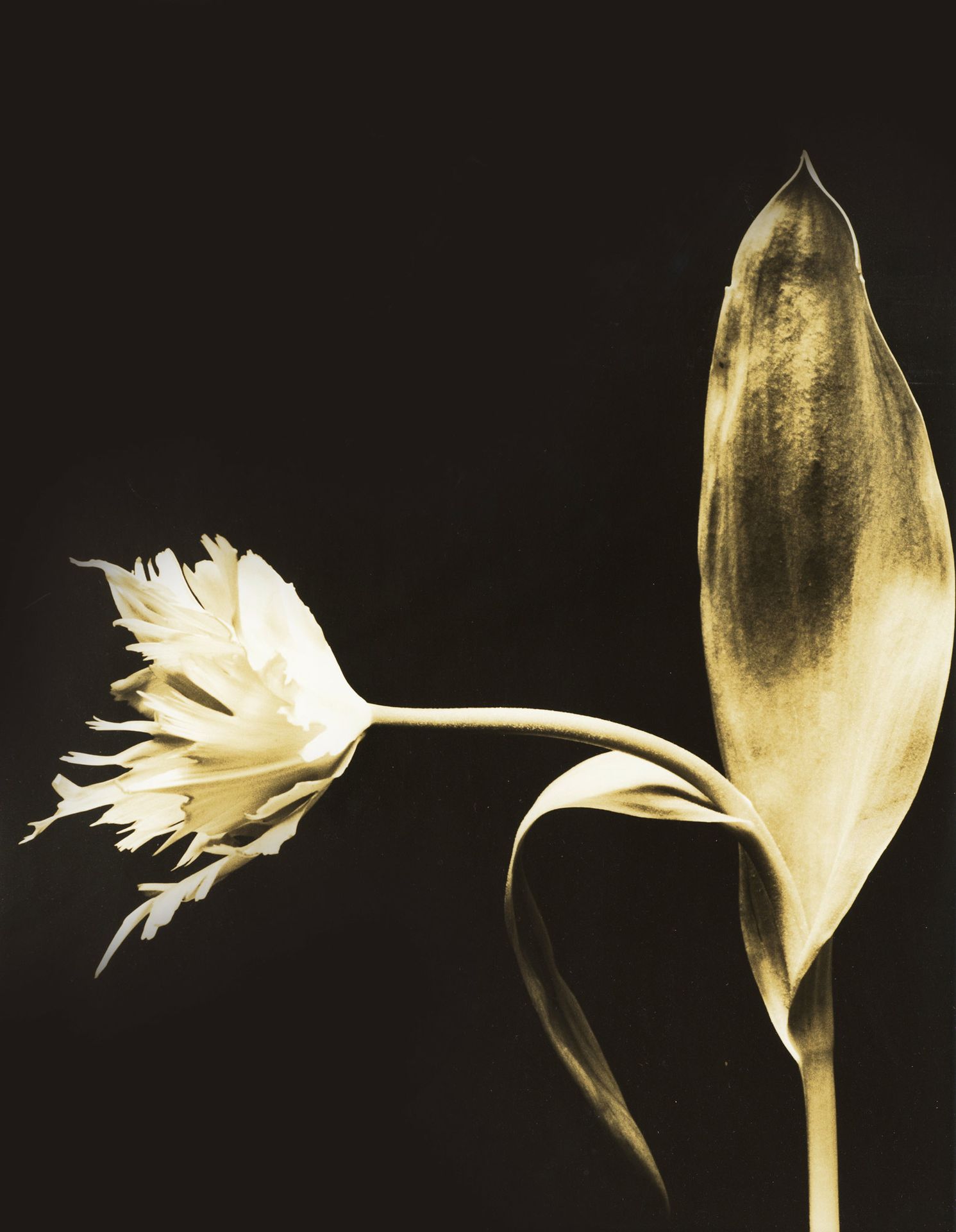 MICHAEL DWECK (né en 1957) TULIP II, 2007-2008
Silver print
Signed, titled and d&hellip;