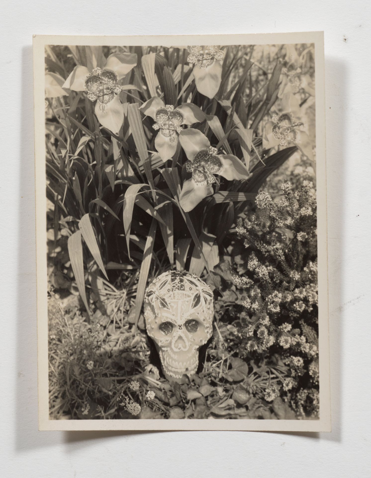 CAHUN Claude. Selbstporträt. Rote Hemerocallis. Jersey, 1939. 10,5 x 7,5 cm.
Zei&hellip;