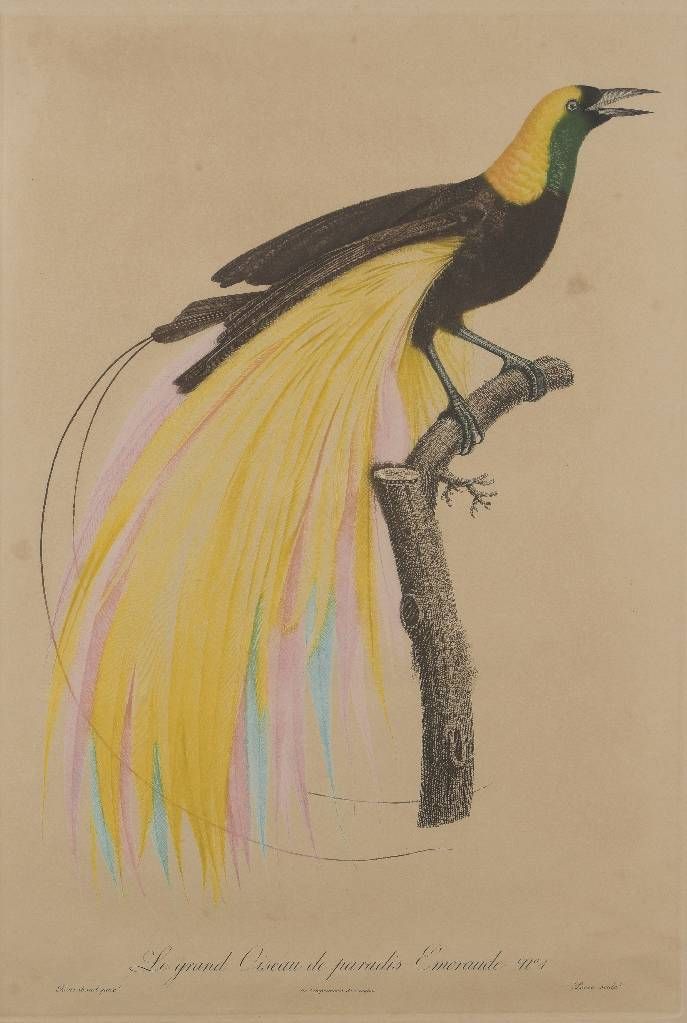 Null BARRABAND Jacques (d'après) | 1768-1809

Le Petit oiseau de paradis émeraud&hellip;