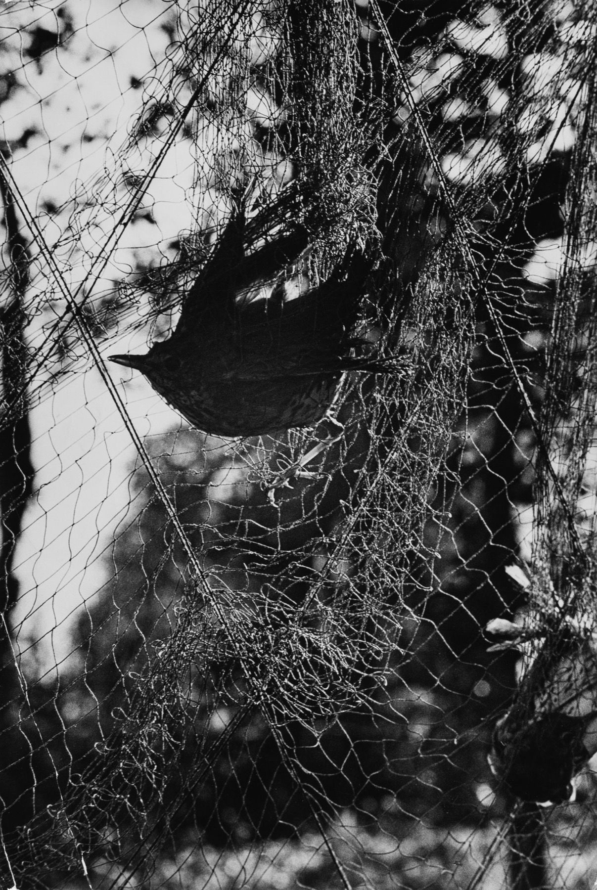 Giuseppe (Pepi) Merisio 网中的鸫鸟，1969年

复古明胶银印刷品
11.8 x 8 in.
背面有摄影师的信用印章和教学标签