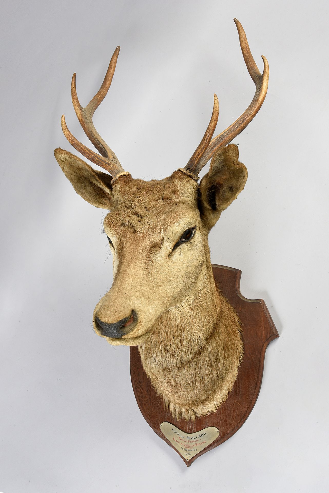 Null Stag head, fourth head, bearing a plaque: Équipage Maillard (Rallye Charent&hellip;