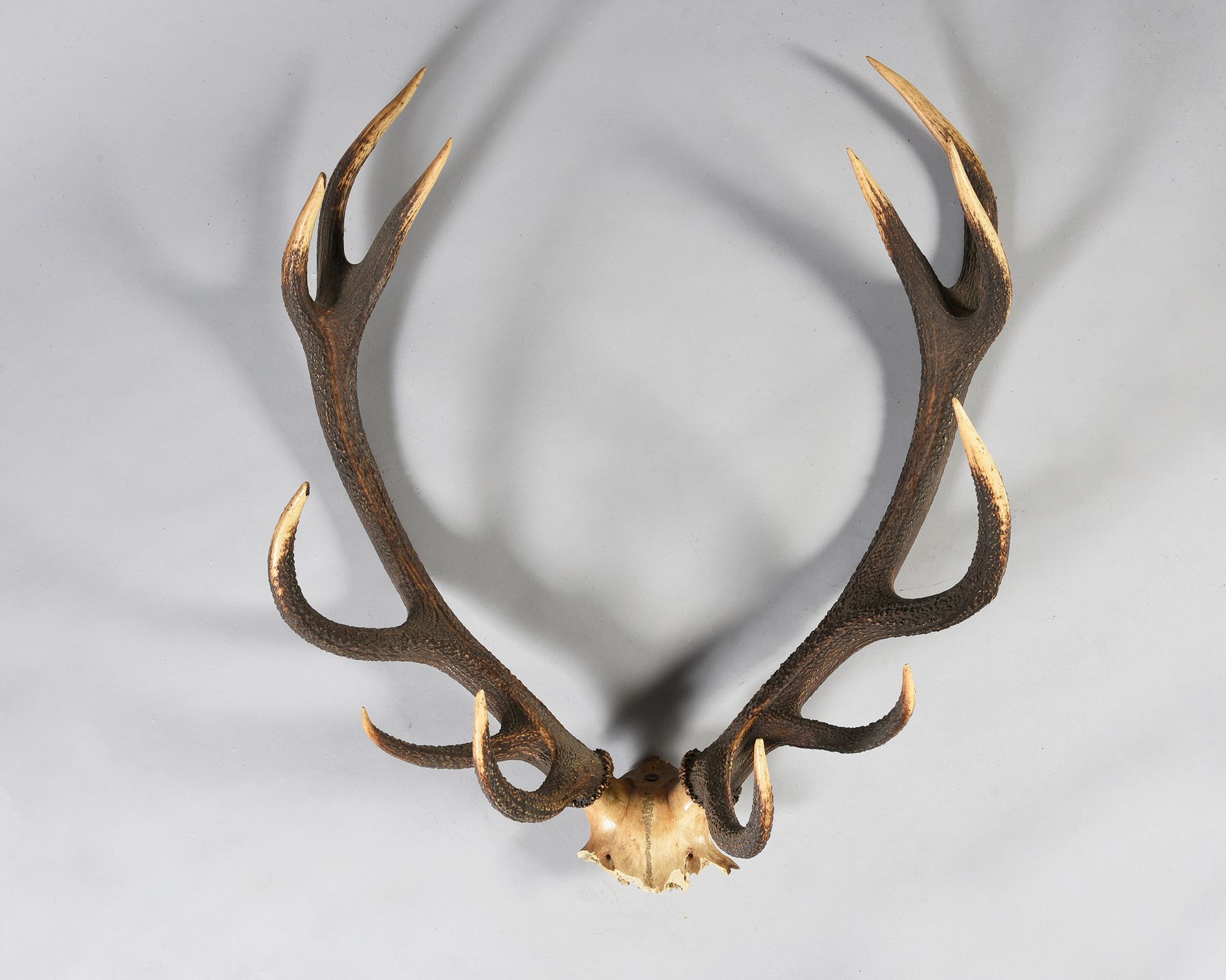 Null Deer massacre ten horns, bearing 12.