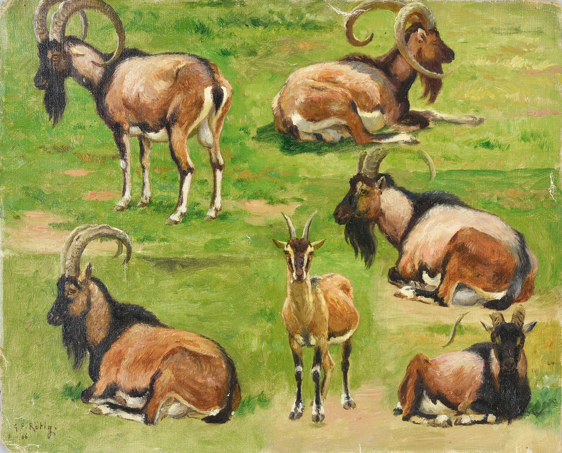 Georges Frédéric ROTIG (1873 - 1961) Etude de mouflons corses.
Huile sur toile, &hellip;