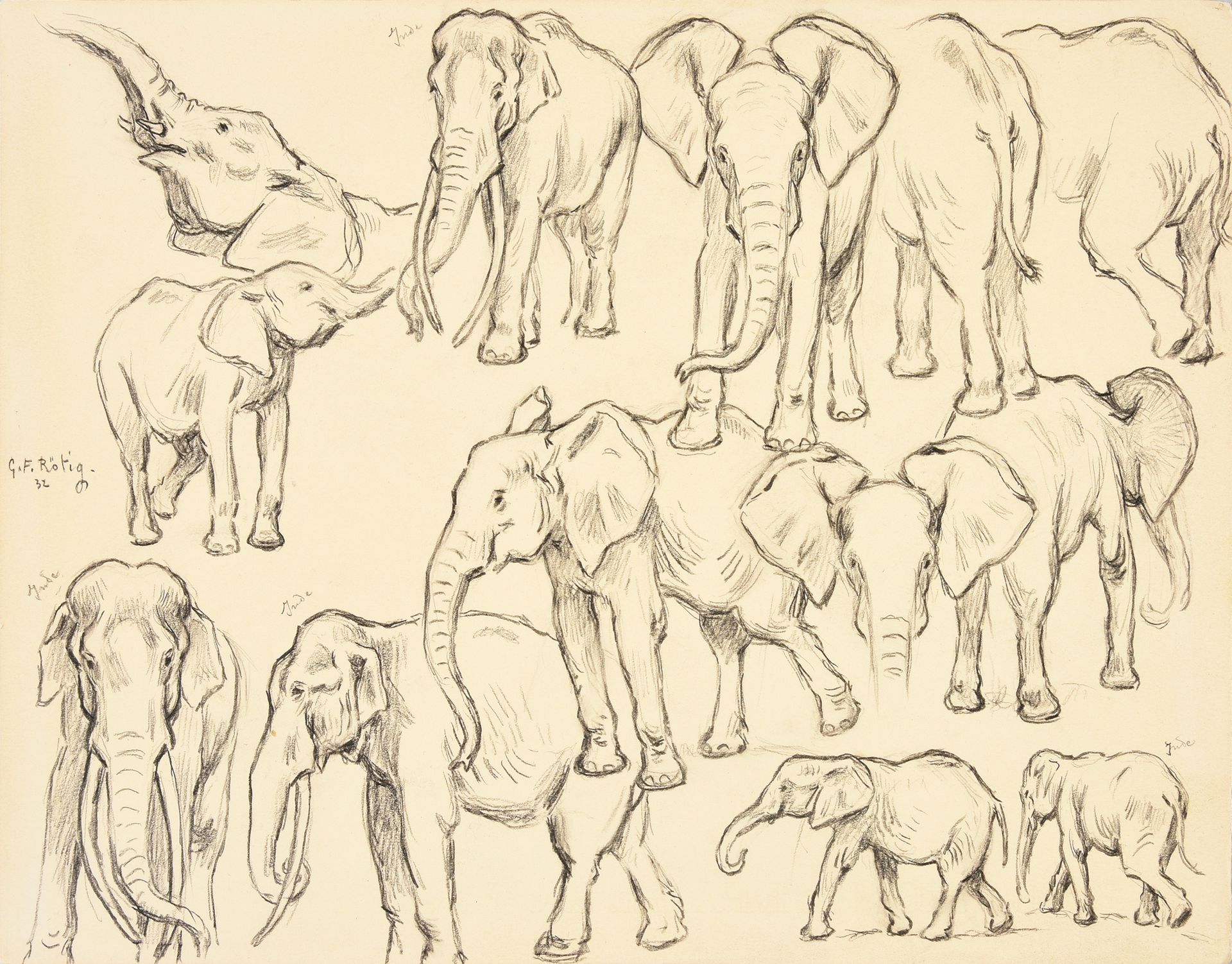 Georges Frédéric ROTIG (1873 - 1961) 大象的研究。
铅笔画，左中部有签名和日期32，注有 "印度 "四次。
D.25 x 3&hellip;