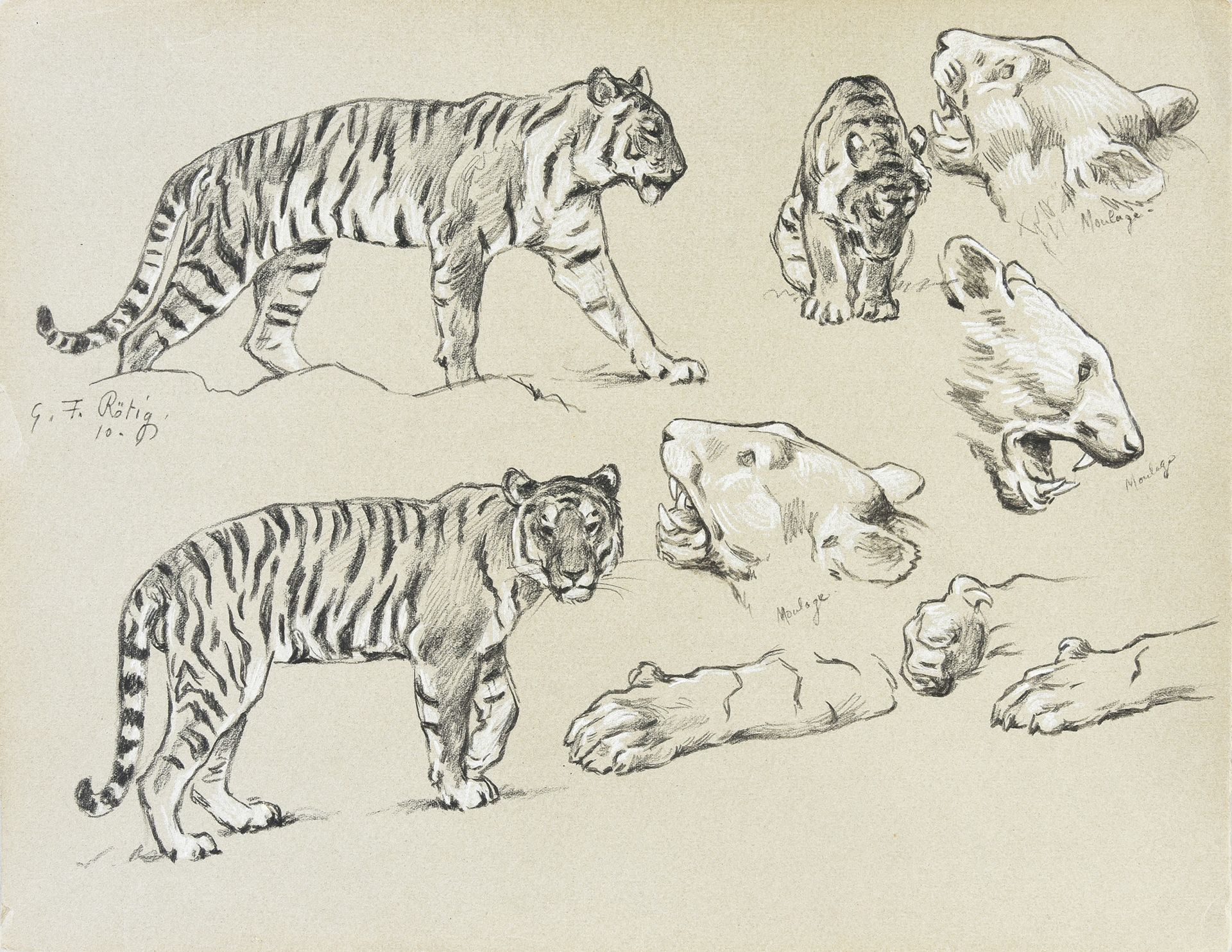 Georges Frédéric ROTIG (1873 - 1961) 虎的研究。
铅笔和白粉笔高光，左中部有签名和日期10，注有 "模塑 "三字。
D.24&hellip;
