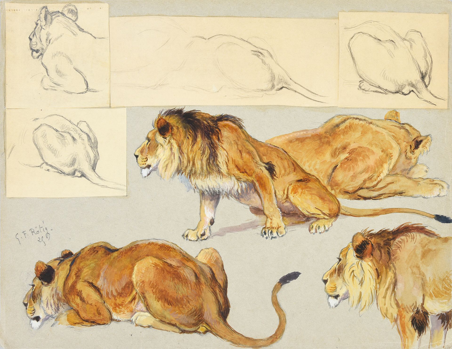 Georges Frédéric ROTIG (1873 - 1961) Etude de lions.
Crayon et aquarelle, signée&hellip;