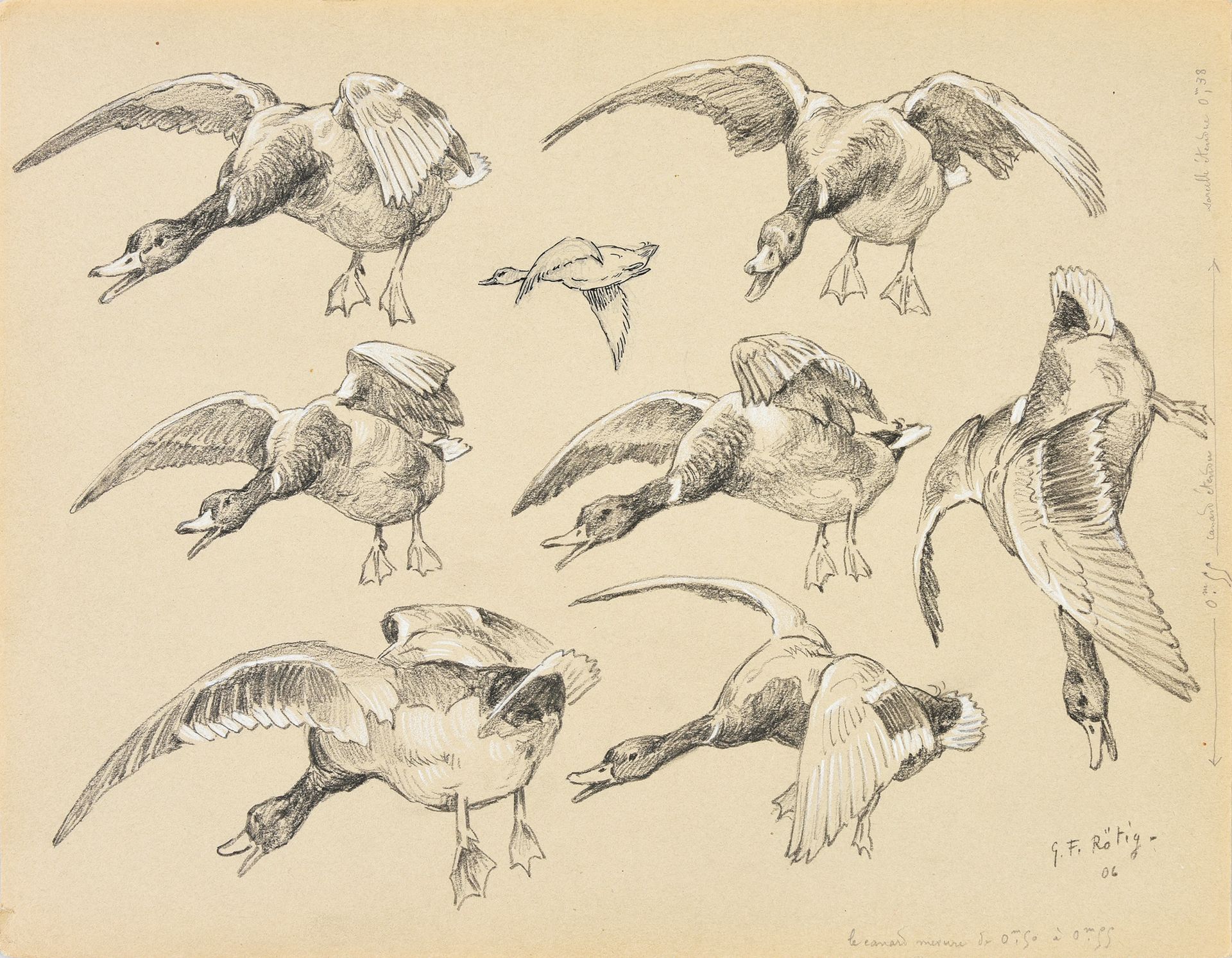 Georges Frédéric ROTIG (1873 - 1961) 鸭子和凫鱼的研究。
铅笔，白色粉笔高光和印度墨水，右下角有签名和日期06，注有 "鸭子&hellip;