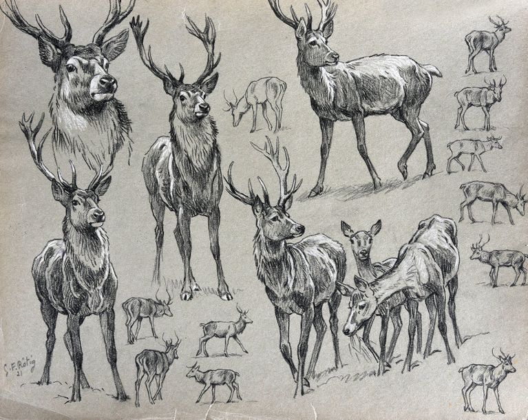Georges Frédéric ROTIG (1873 - 1961) Etude de cerf.
Crayon et rehauts de craie b&hellip;