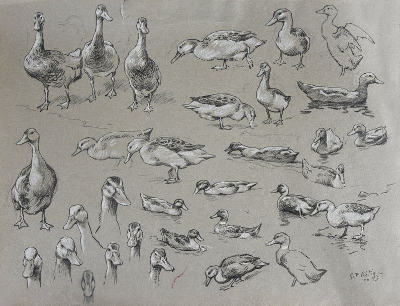 Georges Frédéric ROTIG (1873 - 1961) Etude de canard.
Crayon et rehauts de craie&hellip;