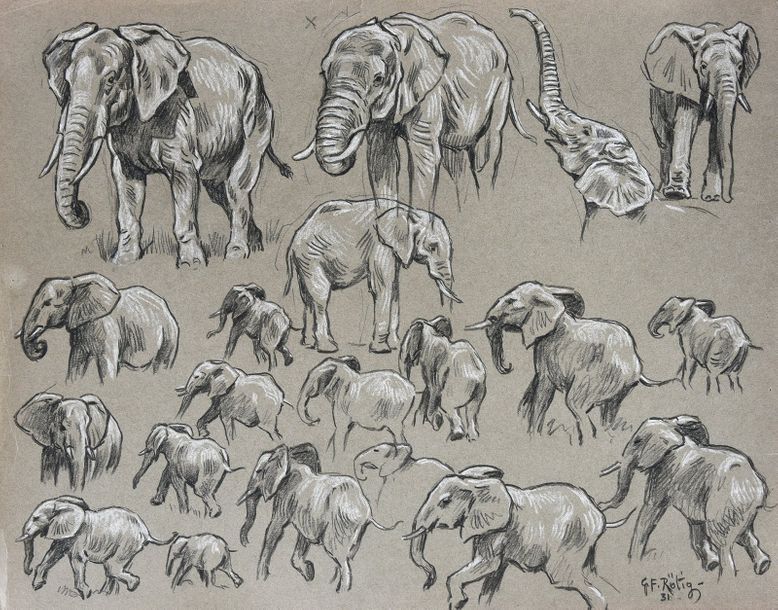 Georges Frédéric ROTIG (1873 - 1961) Etude d'éléphants.
Crayon et rehauts de cra&hellip;