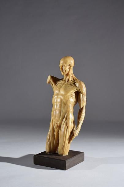 Null A wax anatomical man chest

19th century, 48cm. High