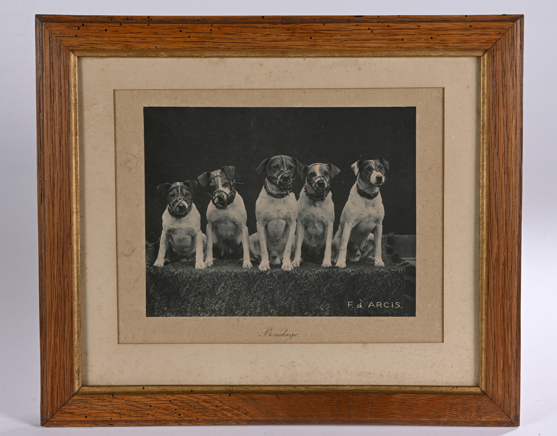 Null Photogénie canine 1910-1930
Remarquable réunion de NEUF TIRAGES ARGENTIQUES&hellip;