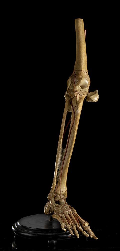 ANATOMICAL LEG MODEL 由奥托-塞弗特博士（1888-1950）制作的真实的腿部解剖模型，富含再现静脉和血管的蜡质嵌件。尺寸。70厘米。该拍品&hellip;