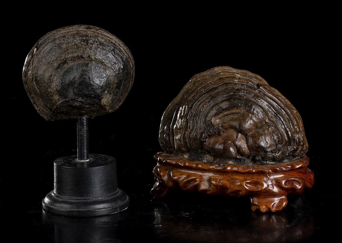 TWO CHINESE MUSHROOMS ON A BASE Fossile Ammoniten auf Silbersockel montiert. Anf&hellip;