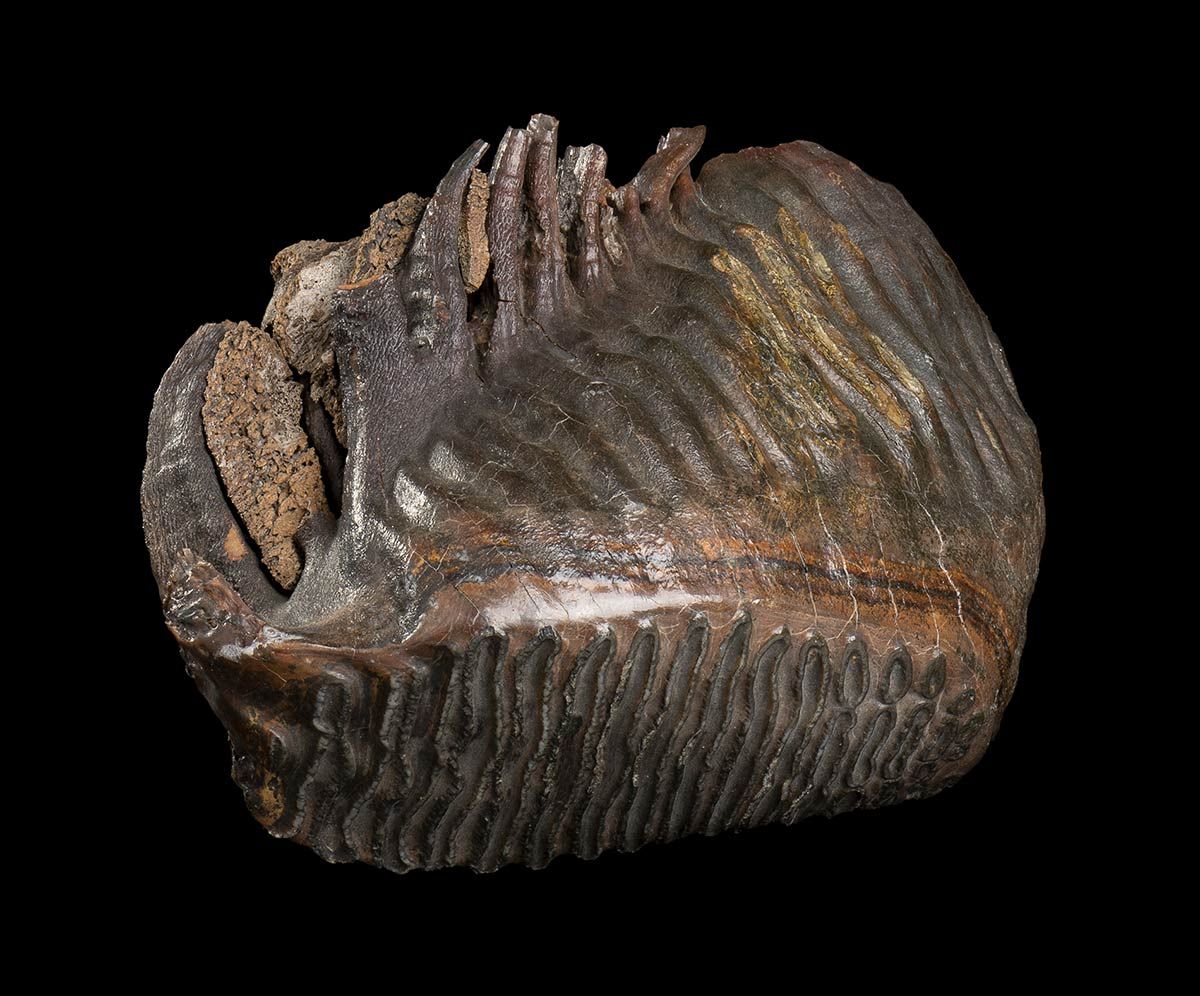 MAMMOTH TOOTH Mammoth tooth (Mammuthus Primigenius) fossil, Pleistocene period. &hellip;