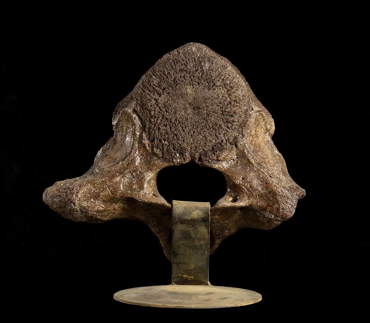 VERTEBRA OF FOSSIL MAMMUTH Versteinerter Mammut-Wirbel (Mammuthus Primigenius) i&hellip;