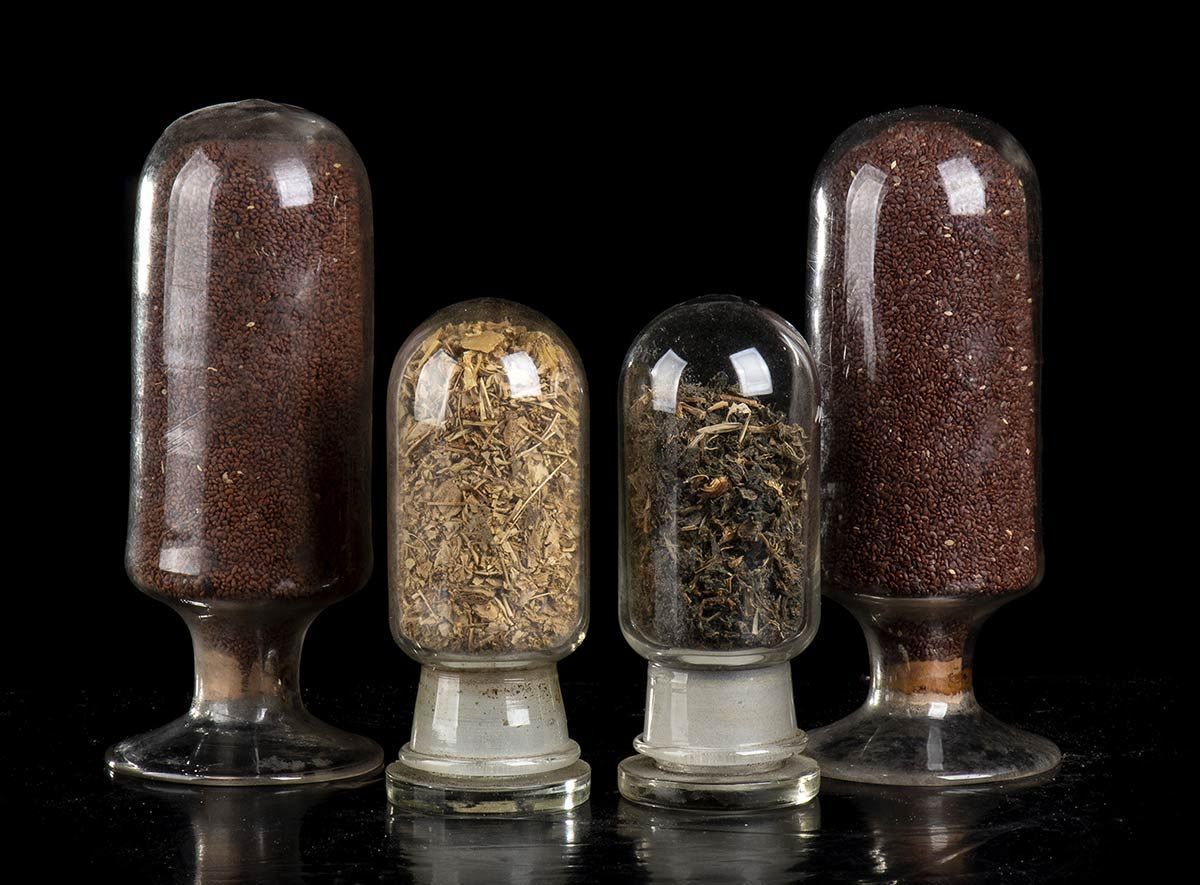 FOUR GLASS BELLS WITH SEEDS Belle et unique collection composée de 10 insectes t&hellip;