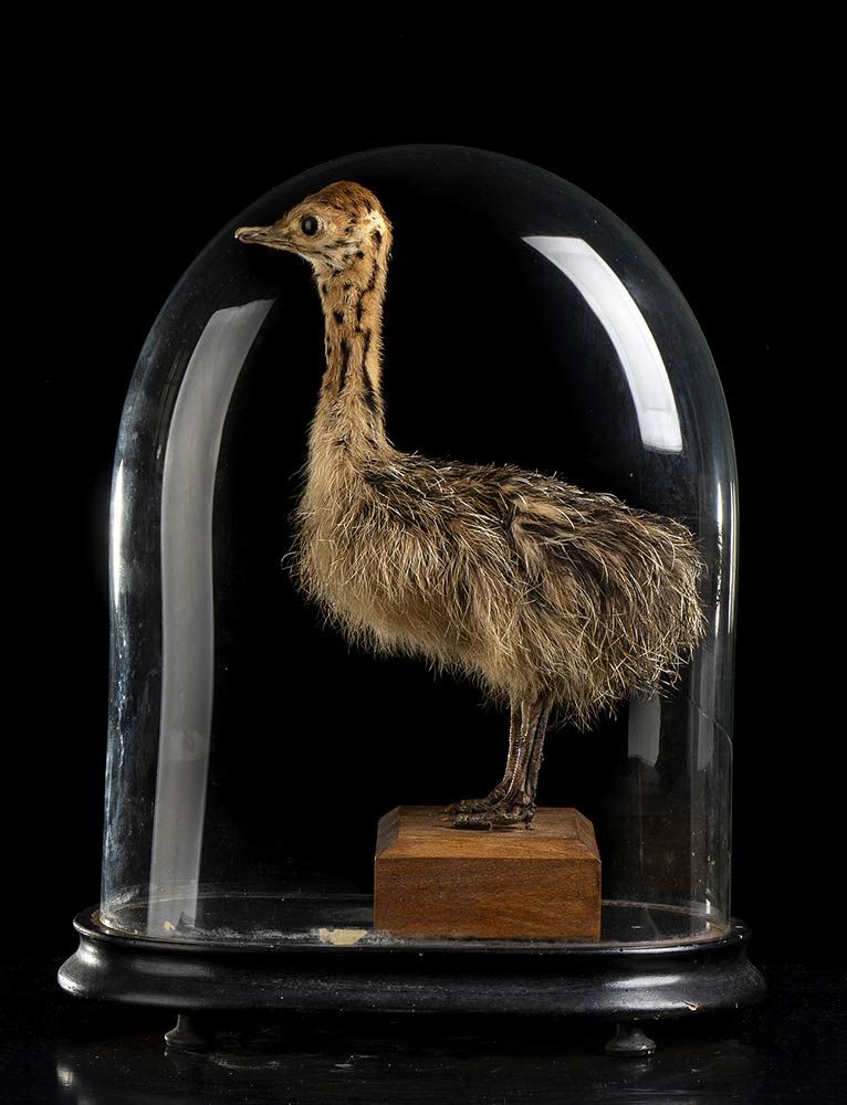 OSTRICH PUPPY WITH BELL 鸵鸟幼崽标本（Struthio camelus），在维多利亚时代的吹制玻璃钟和乌木底座下。尺寸。40厘米。