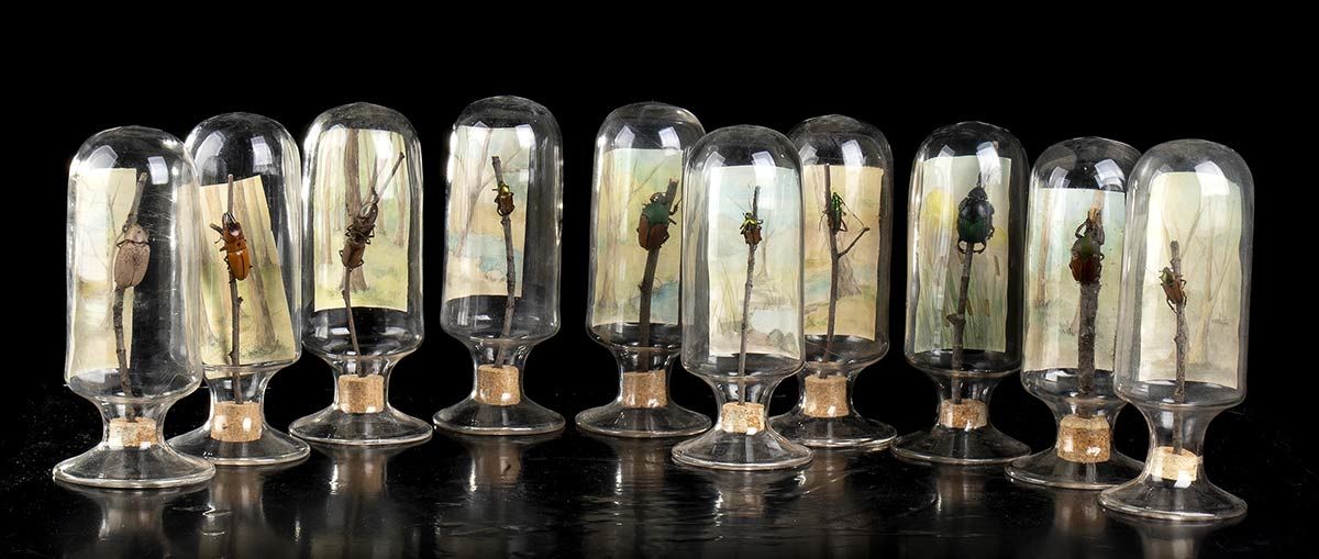 INSECT COLLECTION IN GLASS BELLS Framed stone village. Length 15 cm.