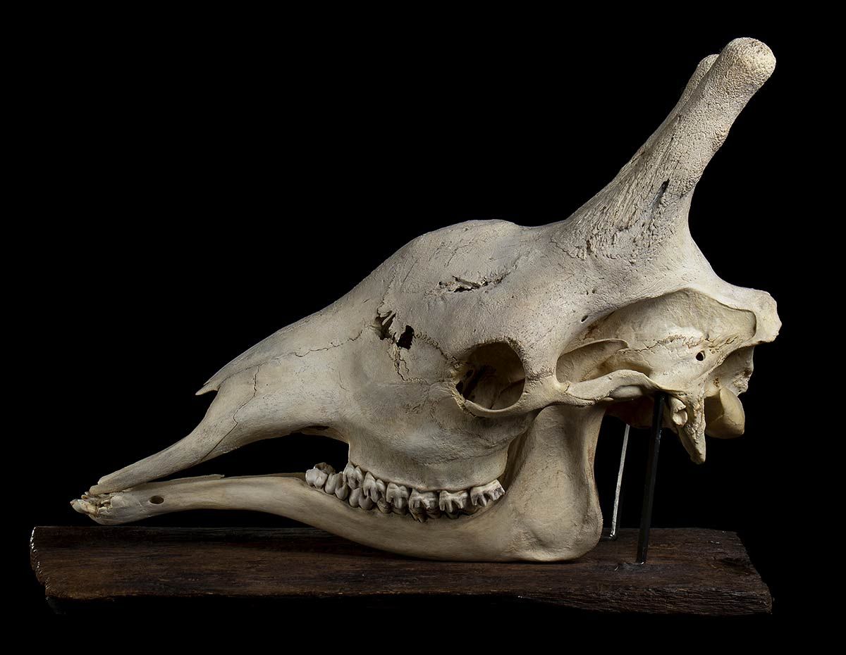 SKULL OF GIRAFFE 成年雄性长颈鹿的头骨，尺寸特别大，有木质底座，有支架。尺寸为78 x 56厘米。