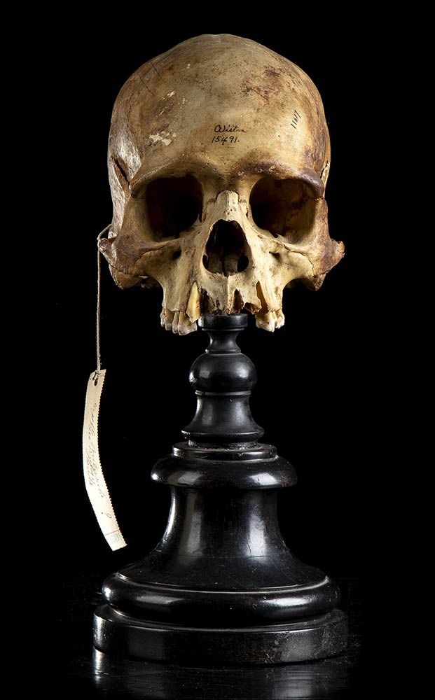 PAPUAN SKULL Estudio de un cráneo de hombre arcaico de Nueva Bretaña, península &hellip;