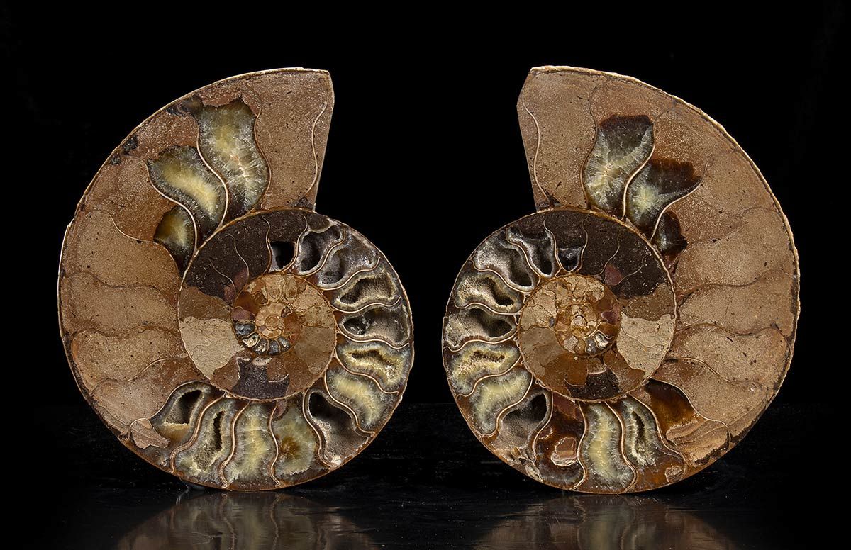 PAIR OF SECTED AMMONITES 五彩斑斓的弹药化石被完美剖开，显示出螺旋状和内部的晶体。直径20厘米。直径18厘米。