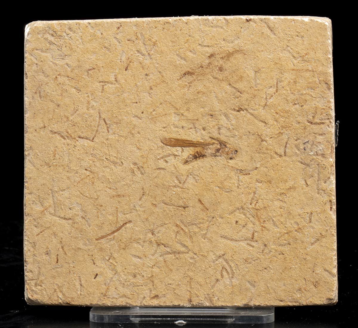 PLATE WITH FOSSIL INSECT 侏罗纪昆虫化石。尺寸为10 x 10厘米。
