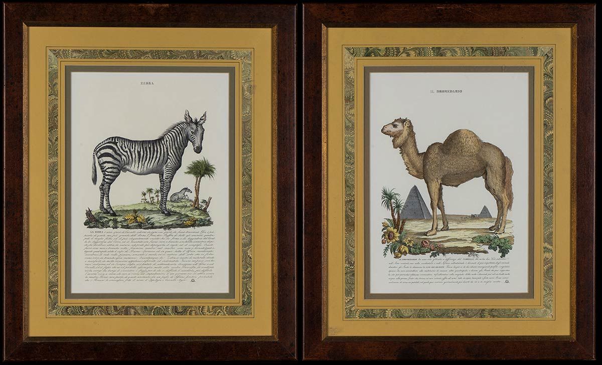 TWO PICTURES (ZEBRA AND DROMEDARY) Pair of well-made anatomical eyes in a limite&hellip;