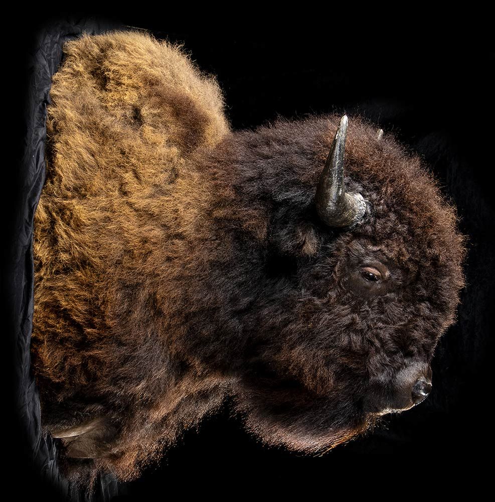 BISON HEAD 一头野牛（Bison Bison）的标本，尺寸特殊。120 x 100 x 90厘米。约25公斤