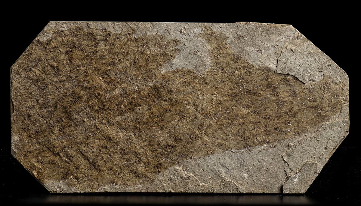 LARGE SLAB WITH A MYRIAD OF FOSSIL FISH Lastra fossile con alcuni piccoli pesci &hellip;