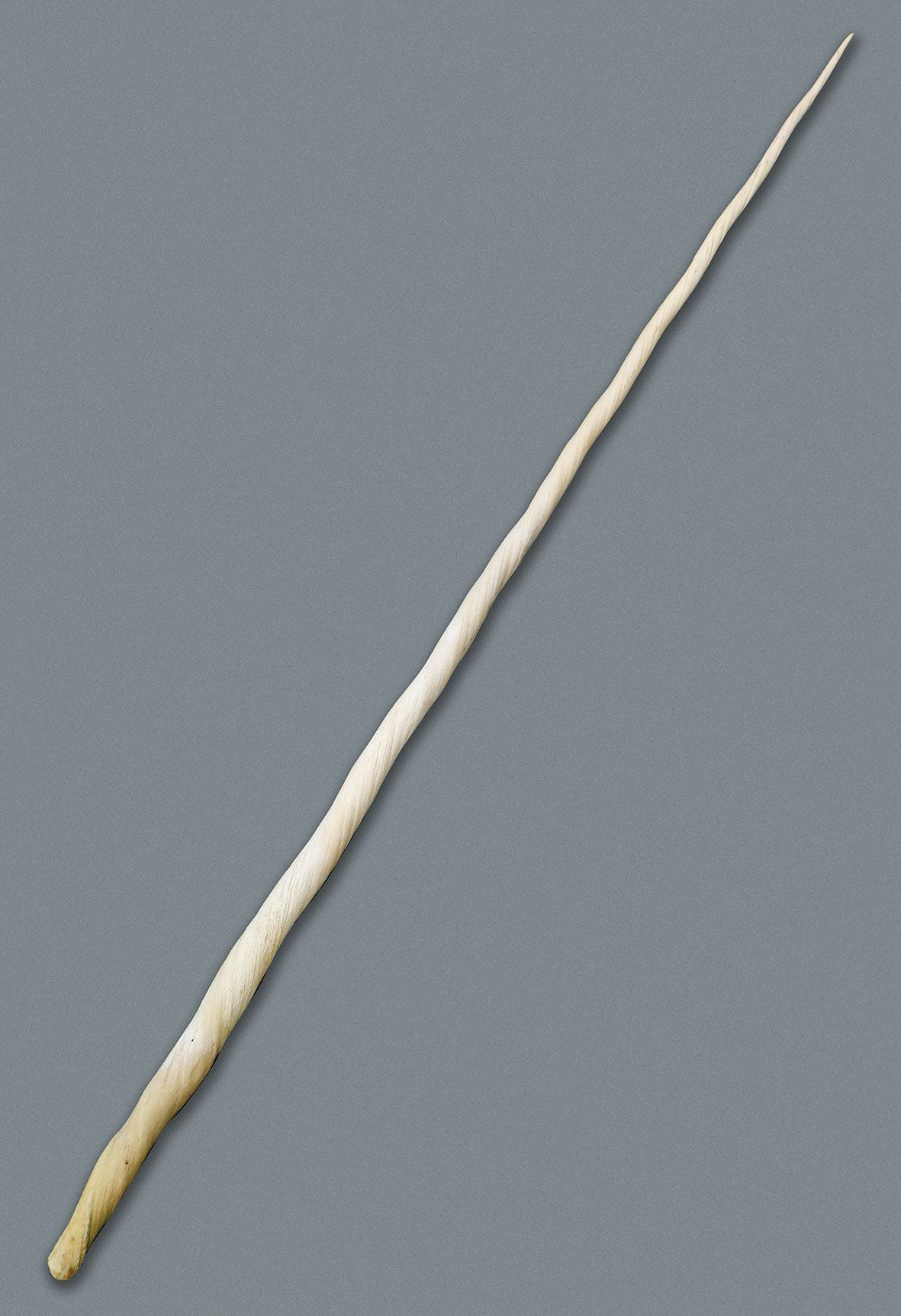 Null Diente de narval (Monodon monoceros). L: 234 cm (aprox.). Etiqueta del Prot&hellip;