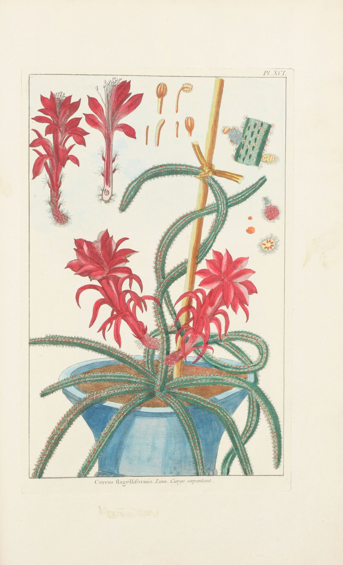 Buchoz, Pierre Joseph 伊甸园，特里亚侬宫女王花园中更新的人间天堂或最稀有植物的收集......

格子内页(45 x 27,5 cm)，有&hellip;