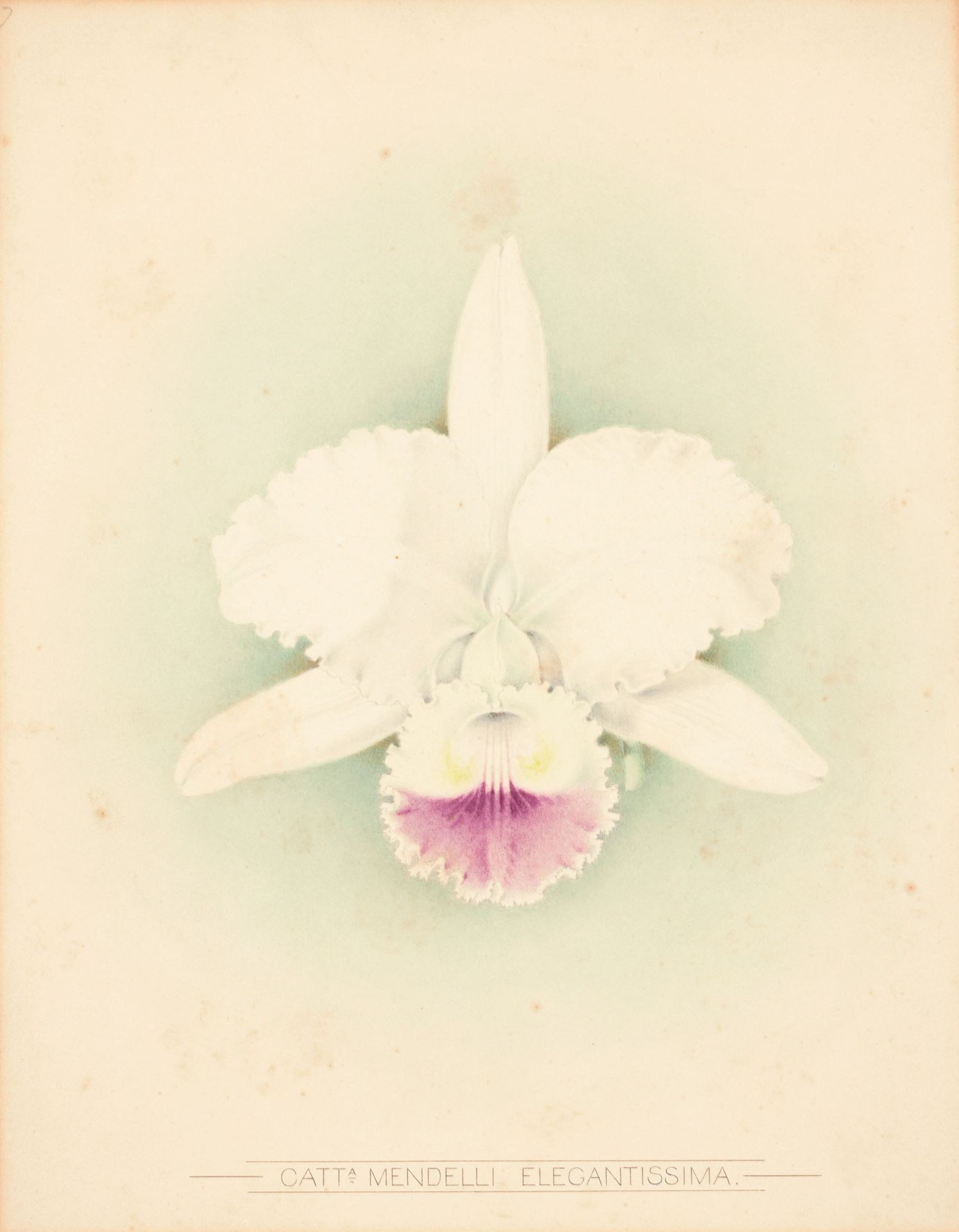 [ORCHIDS] MACFARLANE, James Laird Orchids painted by J.L. Macfarlane for G. Sing&hellip;