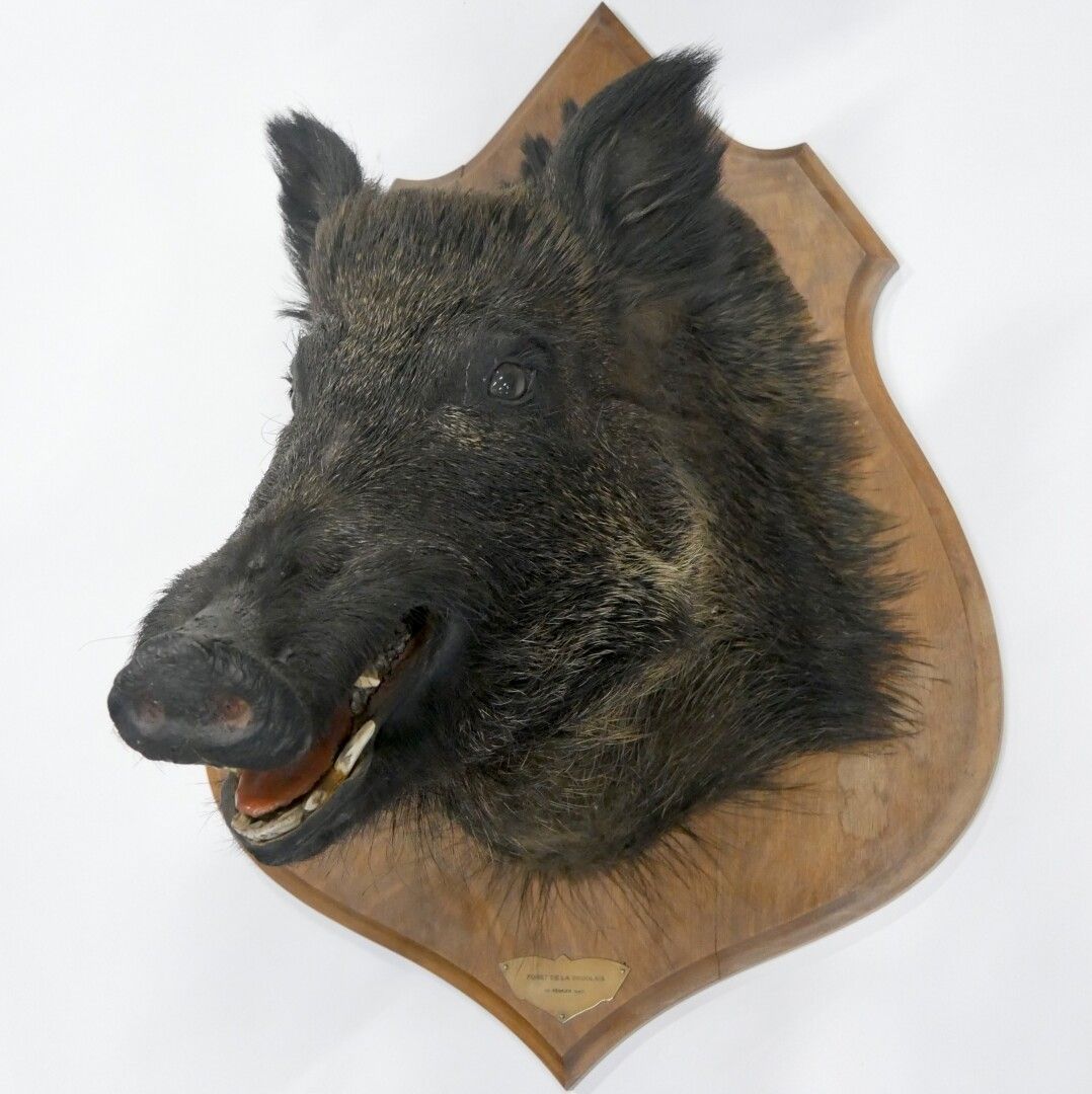 Null 
归化野猪（Sus scrofa）的头部

不受监管的标本



尺寸：50 x 42 x 51厘米，大约。19,75 x 16 x 20 in.

&hellip;