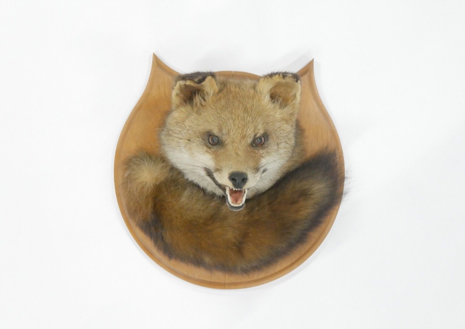 Null Naturalized fox head (Vulpes) 



Size : 28 x 27 x 23 cm approx. 11 x 10,5 &hellip;