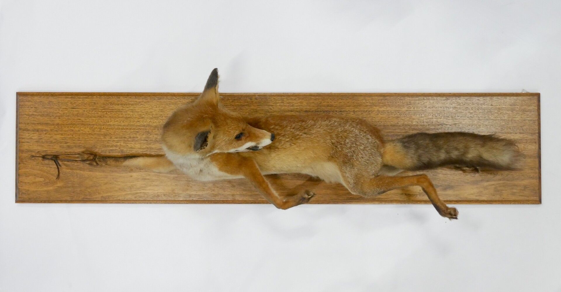 Null Eingebürgerter Fuchs (Vulpes) 



Größe: ca. 116 x 33 x 33 cm. 45,5 x 13 x &hellip;